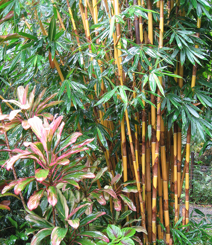 IMG_0893_Bamboo