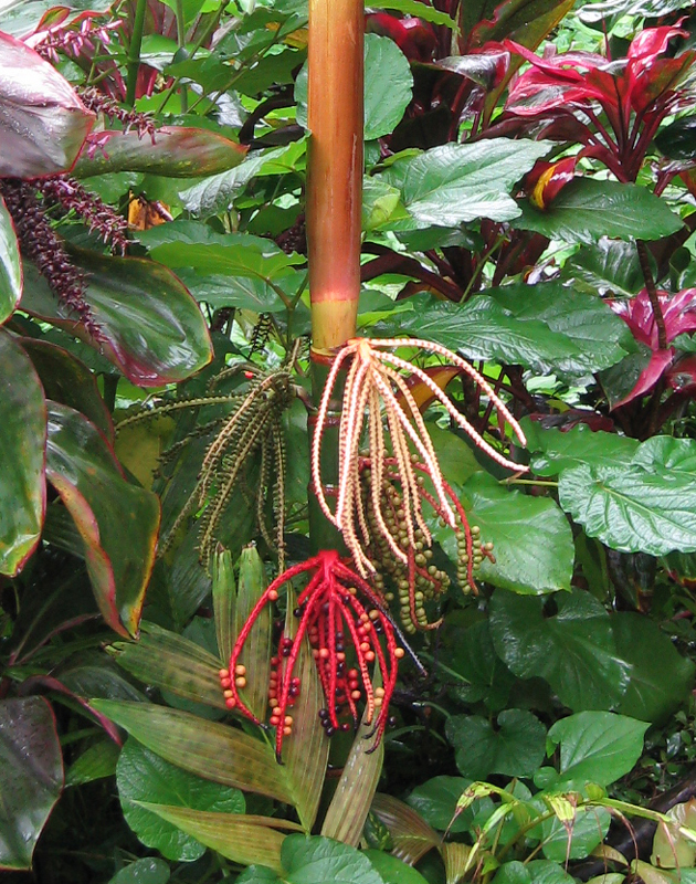 IMG_0897_PalmFruit