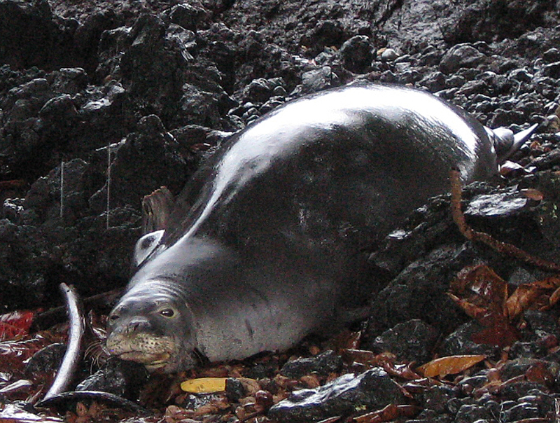 IMG_0908_MonkSeal