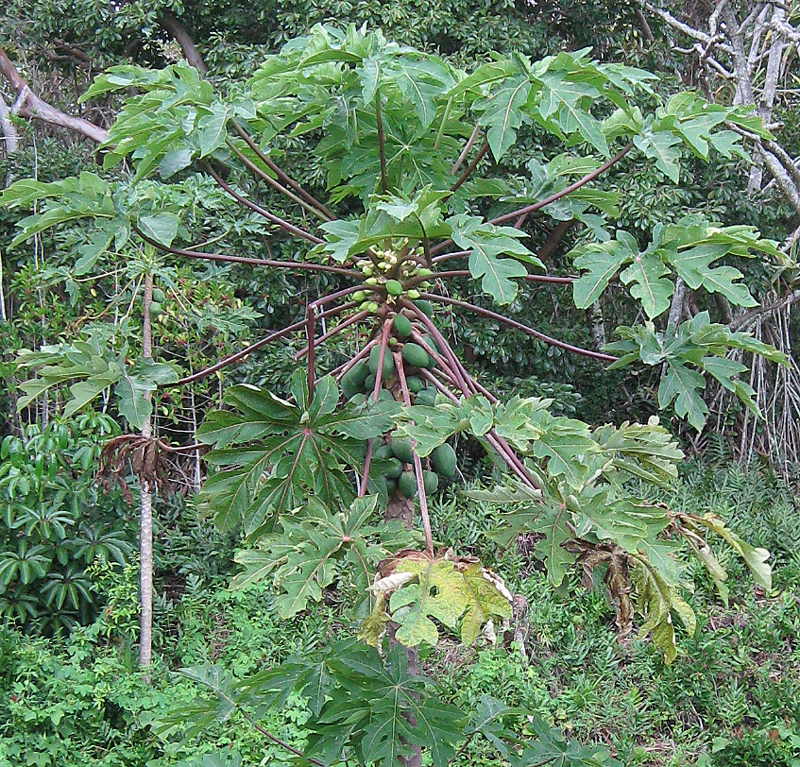 IMG_0922_Papaya