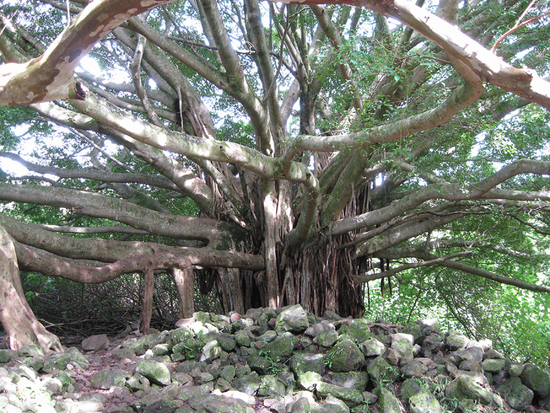 IMG_0952_Tree