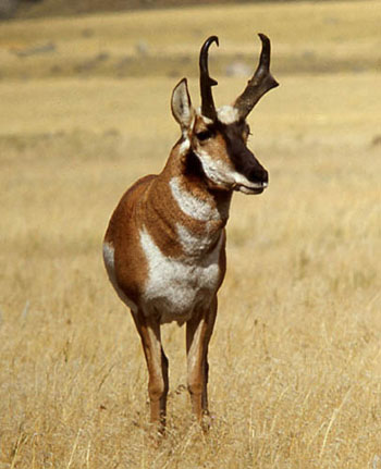 059Pronghorn