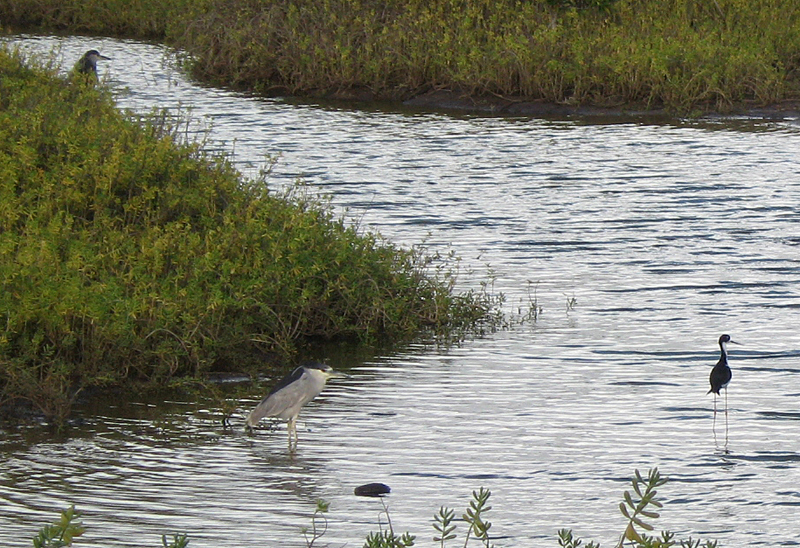 IMG_0875_HeronsStilt